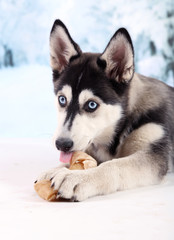 Beautiful cute husky puppy, on winter background
