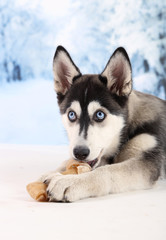Beautiful cute husky puppy, on winter background © Africa Studio