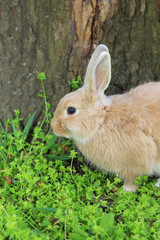 Cute rabbit, outdoors