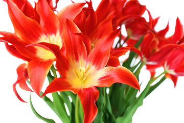 Panele Szklane Podświetlane  Beautiful red tulips, isolated on white