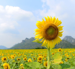 Sunflower Fields