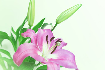 Lily flower on background