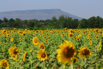yellow sunflowers and mountain background