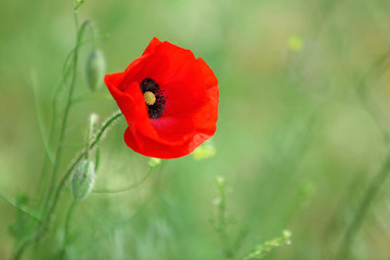 Obraz premium Poppy flower, outdoors