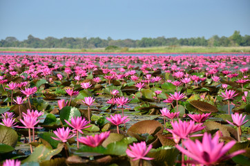 Large Group of Lotus in Lake
