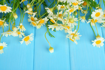 Chamomiles on color wooden background