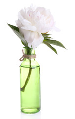 Beautiful white peony flower in glass vase, isolated on white