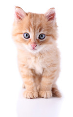 Obraz premium Cute little red kitten isolated on white