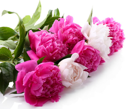 Beautiful pink and white peonies, isolated on white