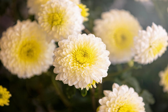 White and yellow flowers.
