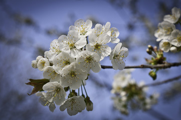 Obraz premium Kirschblüten