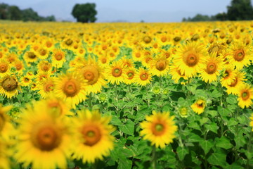 Obraz premium yellow sunflowers farm