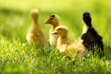 Little cute ducklings on green grass, outdoors