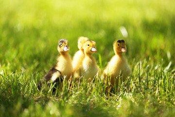 Little cute ducklings on green grass, outdoors