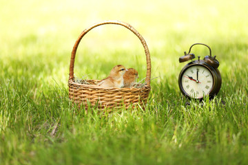 Little cute chickens in wicker basket and alarm clock