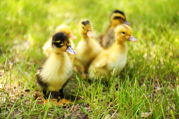 Little cute ducklings on green grass, outdoors