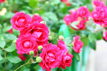 Beautiful rose in garden