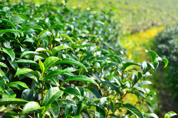 Tea Plantation Gardens