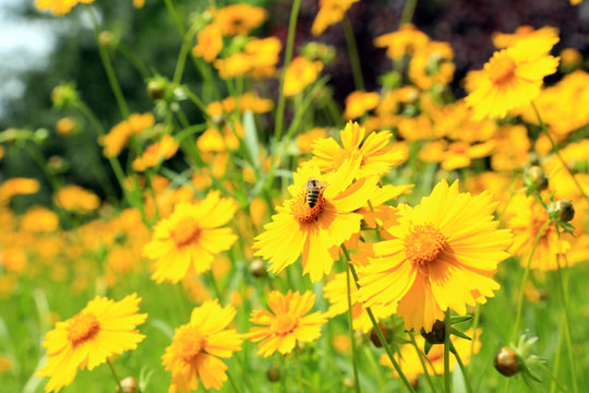 Fototapeta Beautiful wild flowers, outdoors