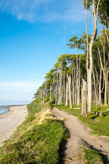 Beach and beech trees