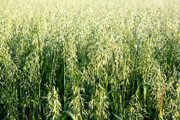 Oats growing