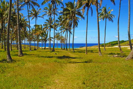 Palm Trees on Beach, Polynesia