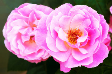 Fototapeta premium Close up of a two pink flowers