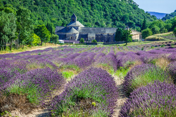 Lavender in front of the abbaye de Senanque in Provence