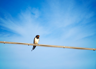 Hirundo rustico - swallow, migratory bird singing on wire