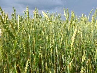 Obraz premium Ripening grain in the field