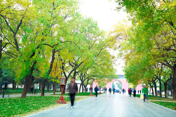 Fototapeta premium Park in the fresh air of the Boulevard