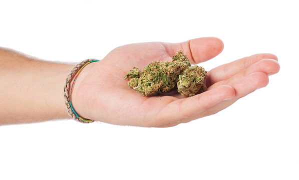 hand holding marijuana isolated on a white background
