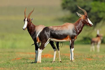  Pair of blesbok antelopes © EcoView