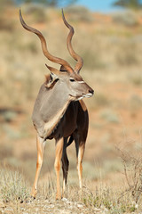 Male kudu antelope, Kalahari desert