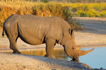 Zelfklevend Fotobehang White rhinoceros drinking water © EcoView