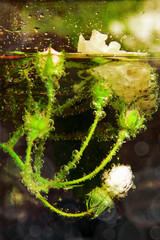 White roses under water with bubbles on blue background