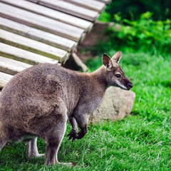Little kangaroo in a small farm
