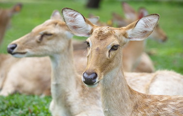 close - up Eld s Deer in wild nature