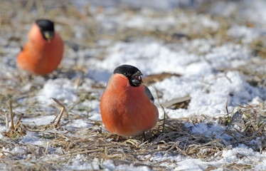 Bullfinches on the covered hoarfrost earth