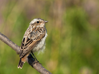 Young Whinchat on the branch