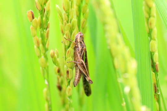 Aiolopus thalassinus tamulus grasshopper in Japan