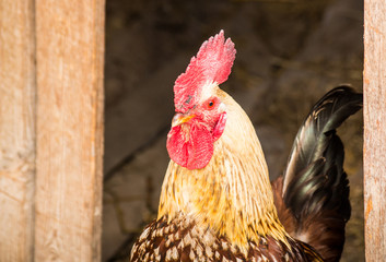 Bantam Cockerel