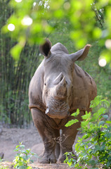 Fototapeta na wymiar white rhinoceros