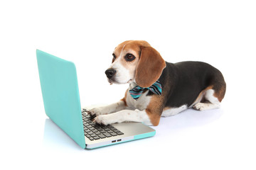 business concept pet dog using laptop computer - 65939756