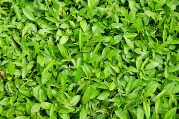 Carpet of fresh green leaves