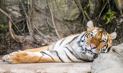 Tiger laid down looking at you