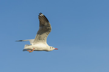 flying seagull alone beautiful on blue sky background