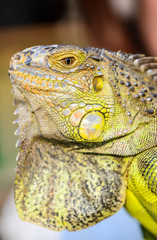 close-up green Iguana reptile animal background blur
