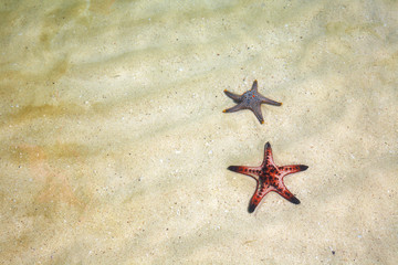 two starfish and sea in thailand