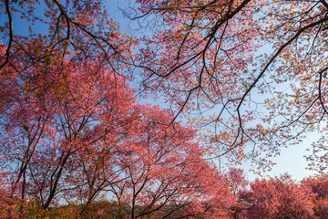 Beautiful Wild Himalayan Cherry blossom in Chiang Mai